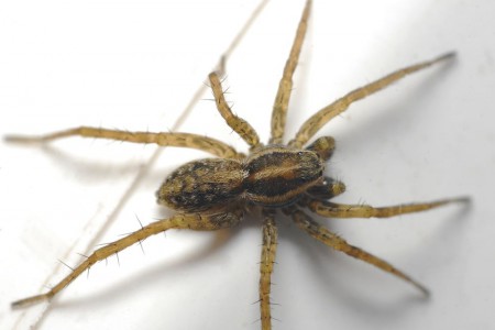 Pardosa agrestis